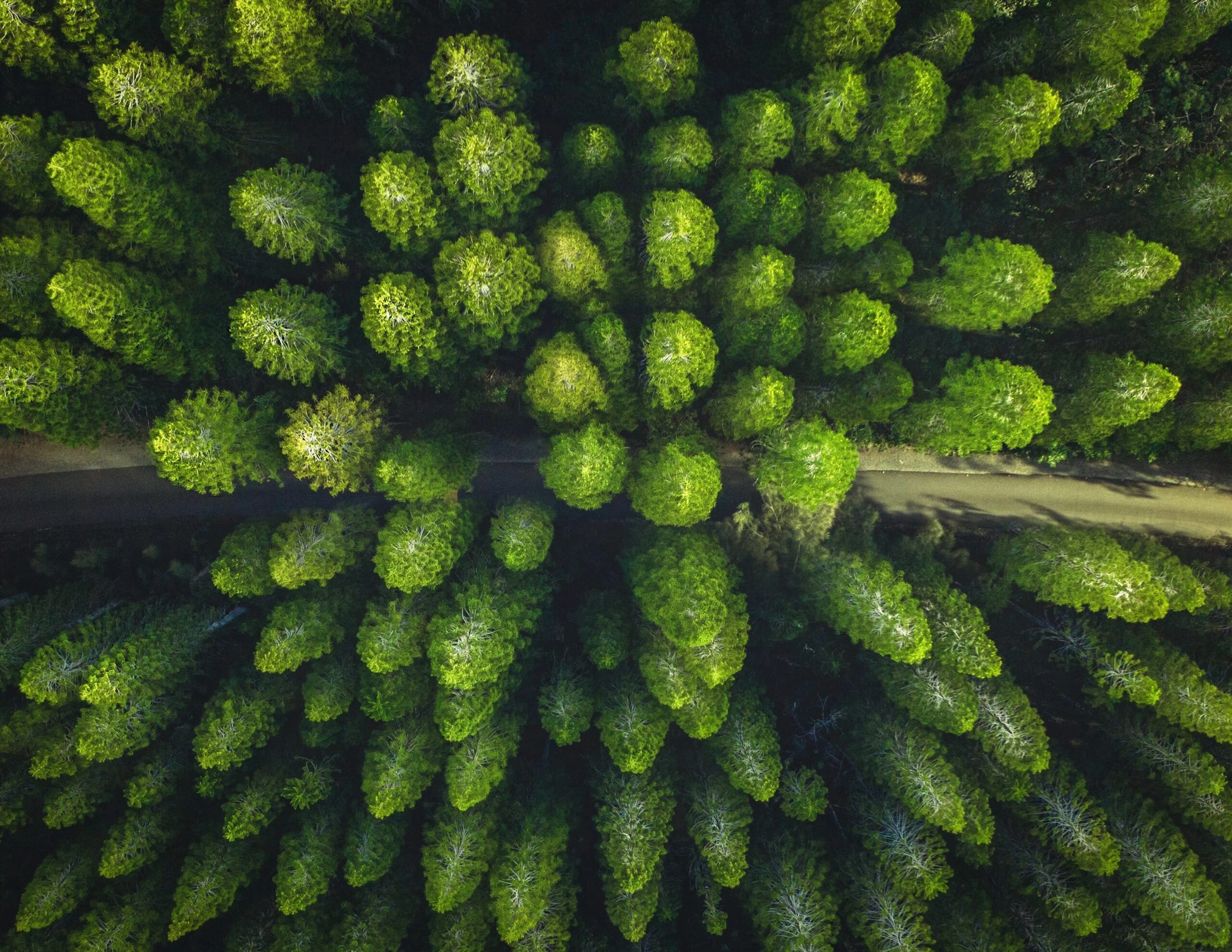 Celebrate Earth Day - Green forest 