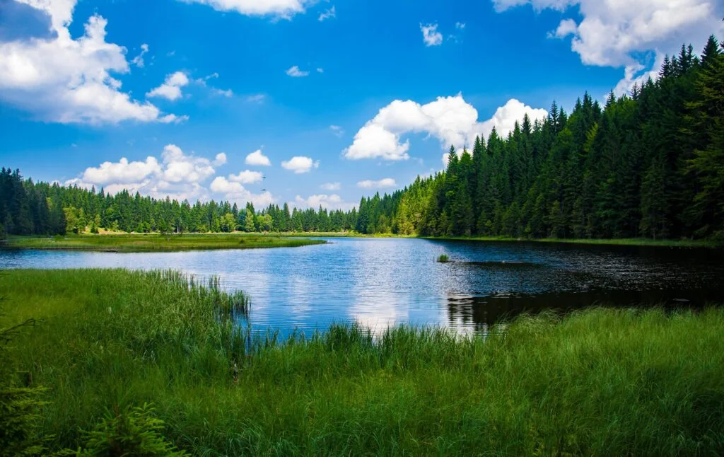 Biological Diversity - nature, sea, and air