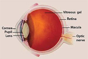 Estructura ocular - edema macular